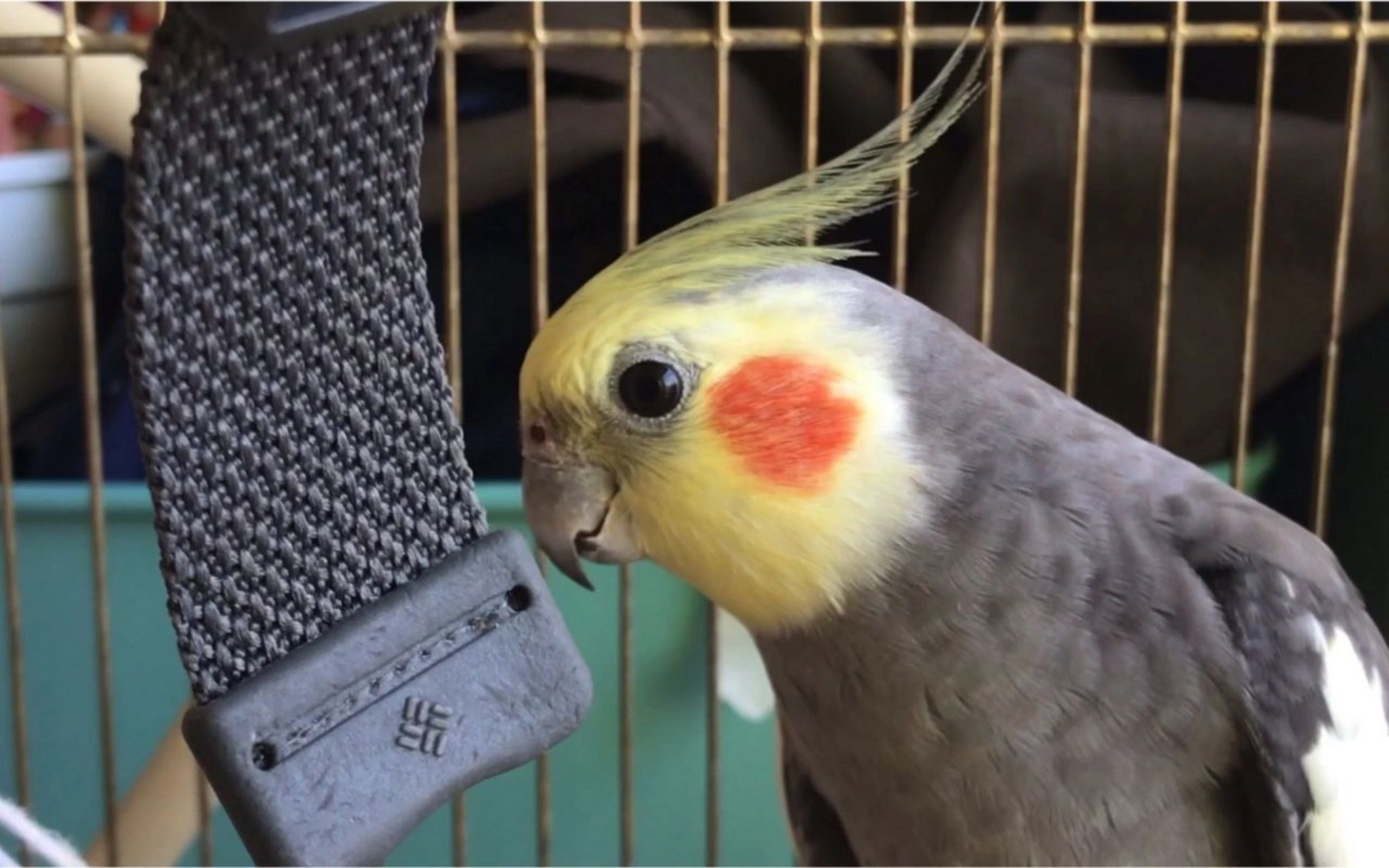 而原始灰母鸟嘛,嗯哼,有点灰头土脸哈.