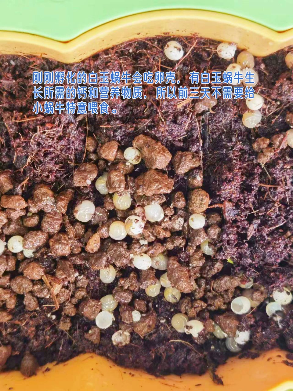 刚刚孵化的白玉蜗牛会吃卵壳,有白玉蜗牛生长所需的钙和营养物质