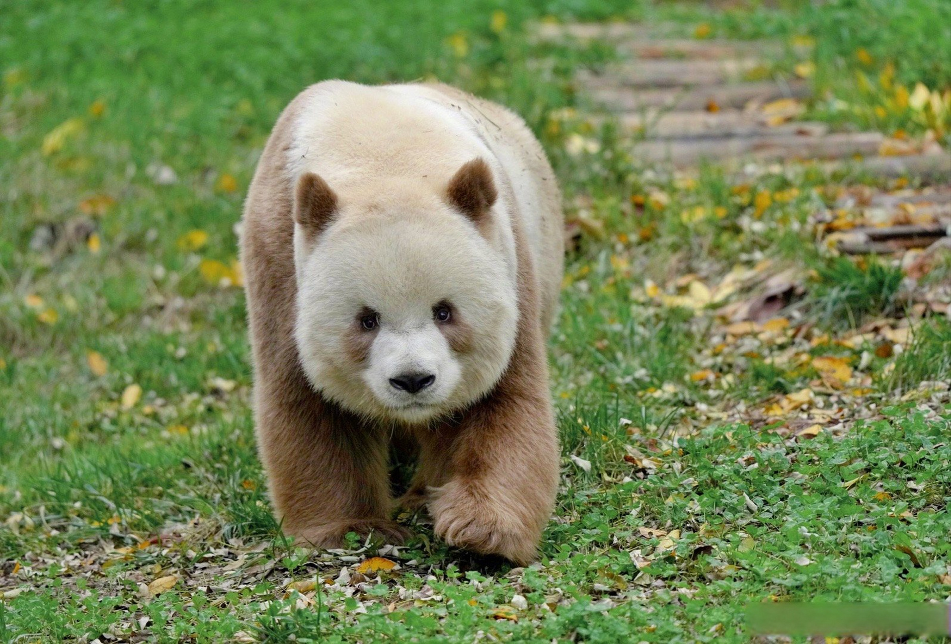 長安動物園#【#那麼多人都愛著熊貓七仔# 】熊貓七仔,是世界上唯一