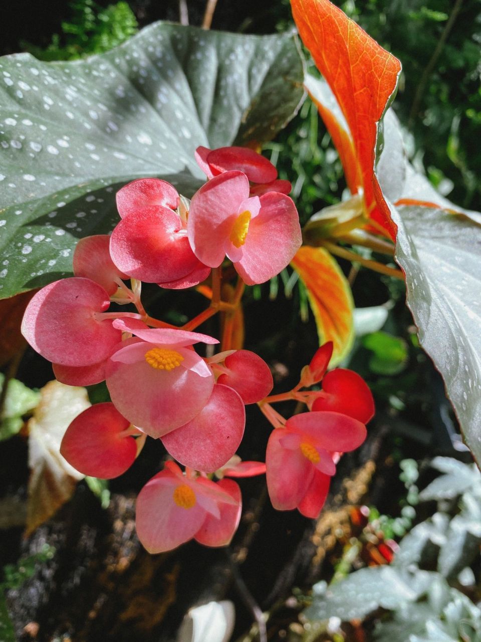 00斑叶竹节秋海棠 00斑叶竹节秋海棠 学名:begonia maculata