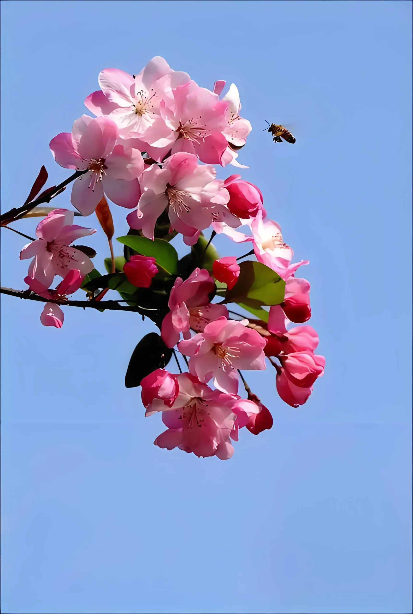 你知道海棠花的花语吗