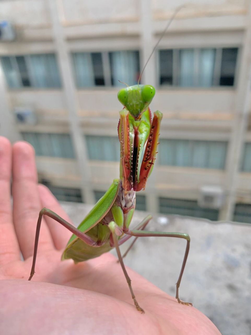 一只大个头的澳宽,大螳螂手感真好[偷笑]#昆虫# #澳洲# #螳螂# #斧螳