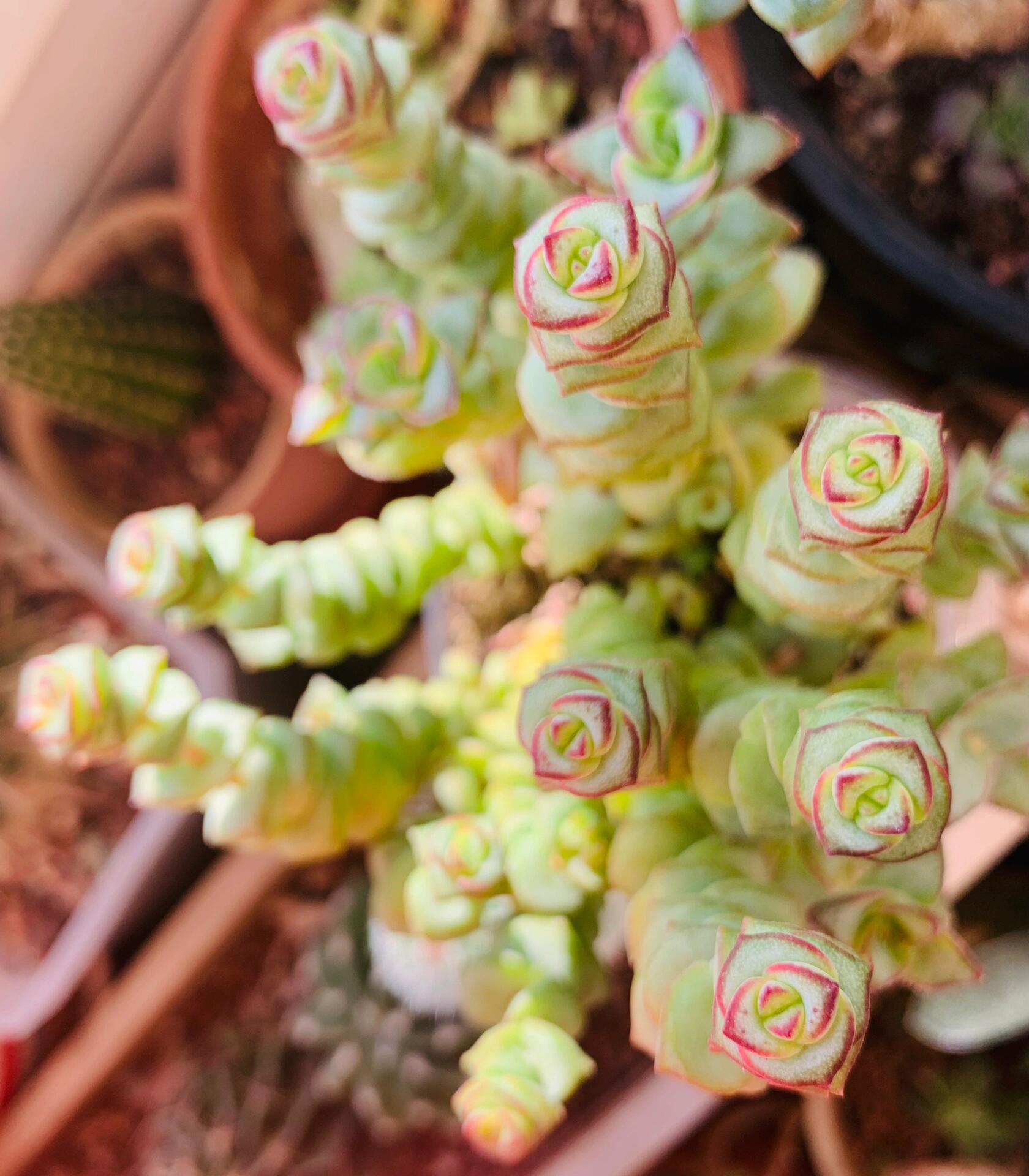 我的阳台植物6:多肉小米星