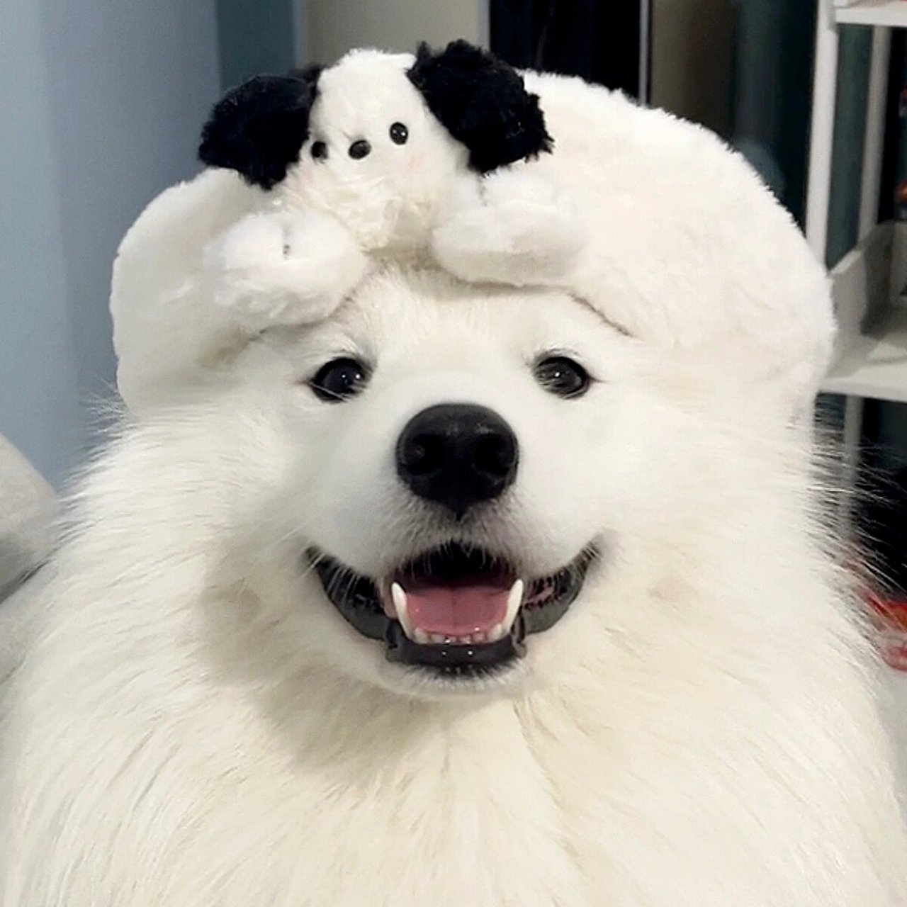 帕恰狗耶耶(头像版