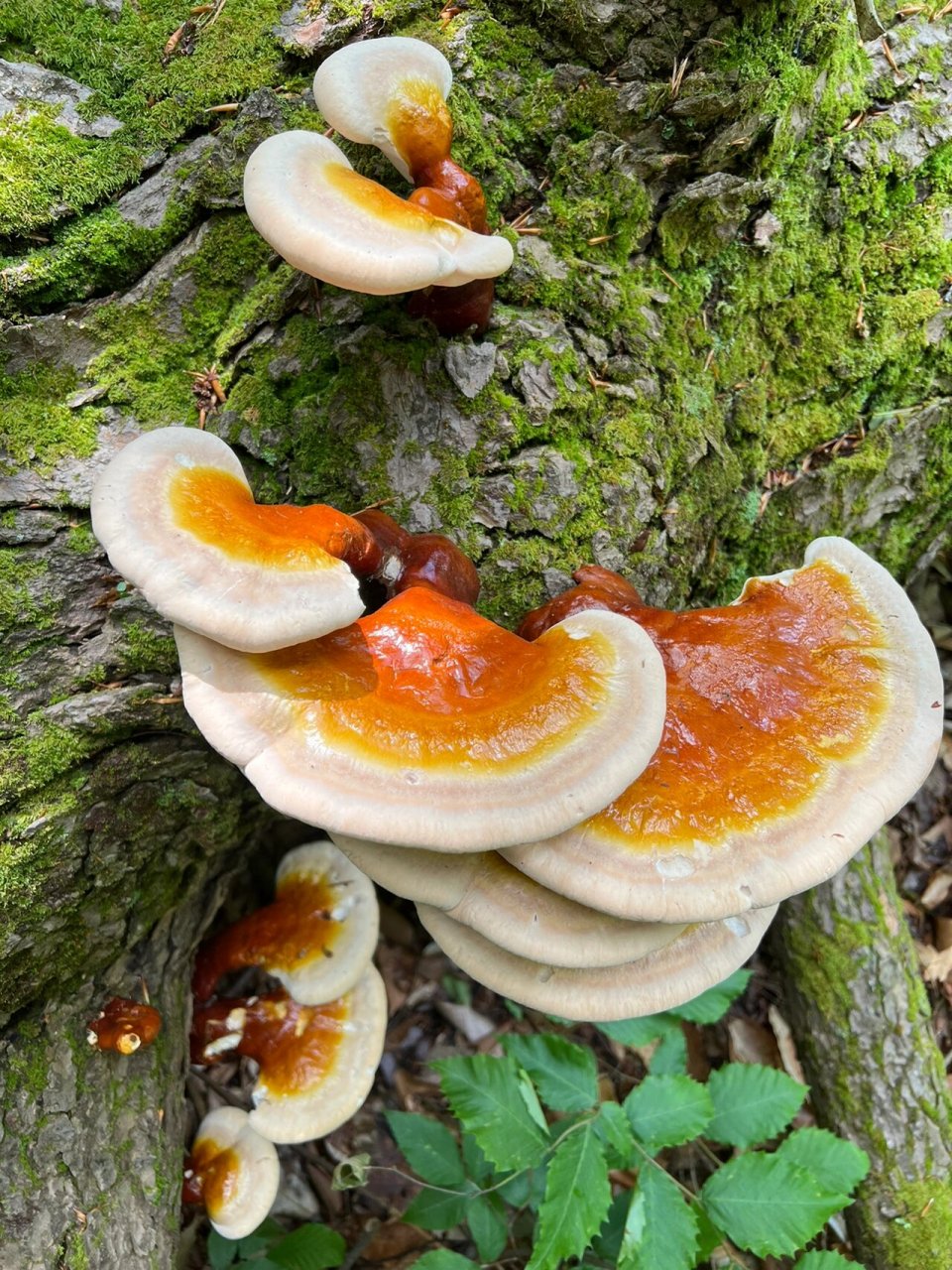 六天不见,灵芝长大一倍 野生灵芝的根部,明显有了油亮的红漆色彩,个别