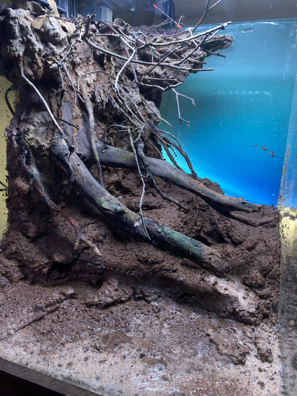 开缸造景|血一雷龙原生造景分享 血一雷龙也叫冰火雷龙,浅色环境更能