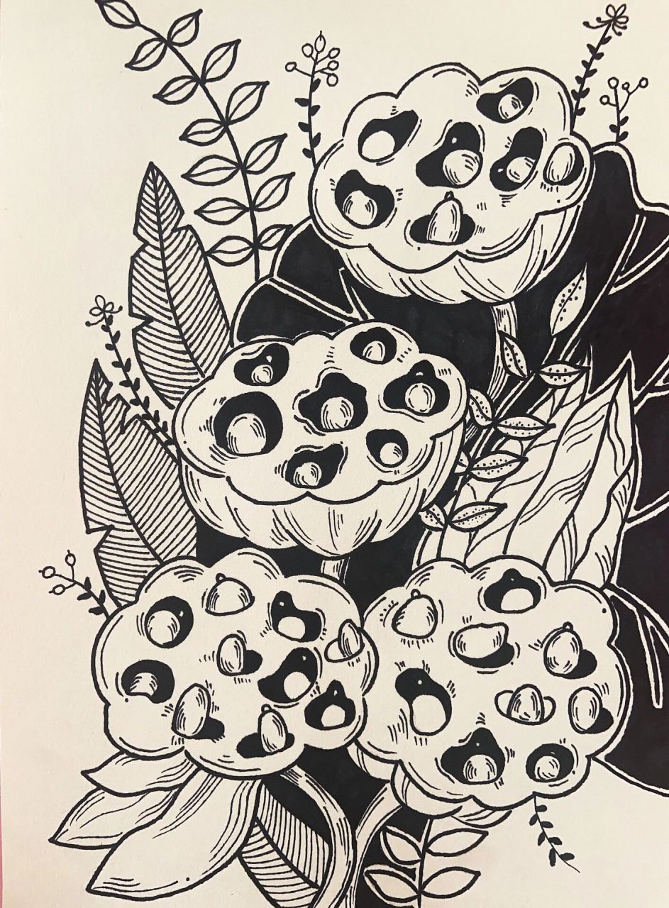 创意美术/线描/创意线描 夏日莲蓬 莲蓬又名:莲子肉;藕实;水芝丹