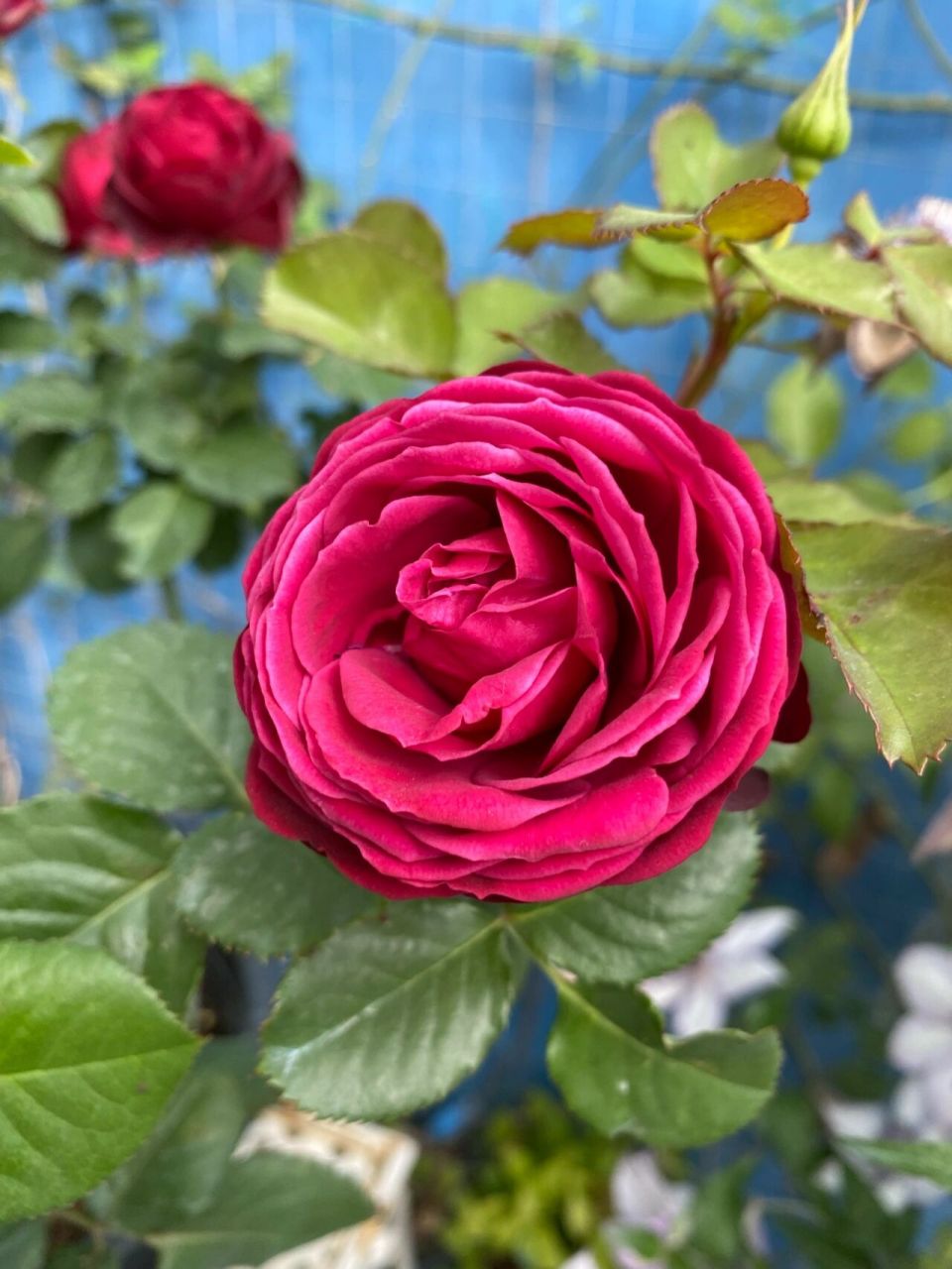 红色蕾丝 月季 暗红色的花瓣,质感厚实 丰花多头,花量大 成簇开放,花