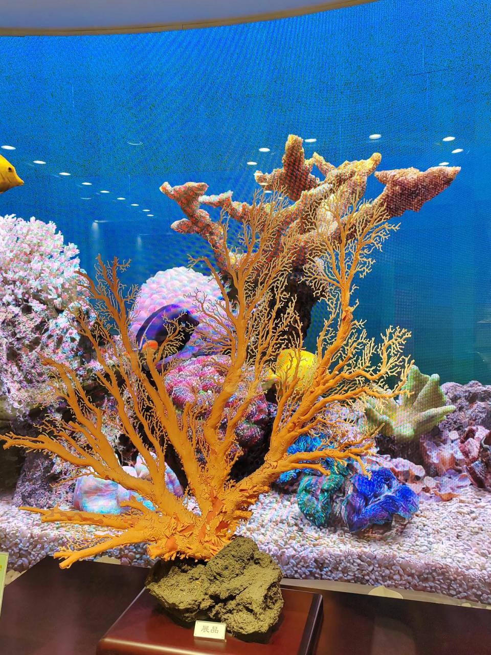 " 这颗珊瑚树来自深海海底,为珊瑚原枝,生长于100至2000米的深海中,在