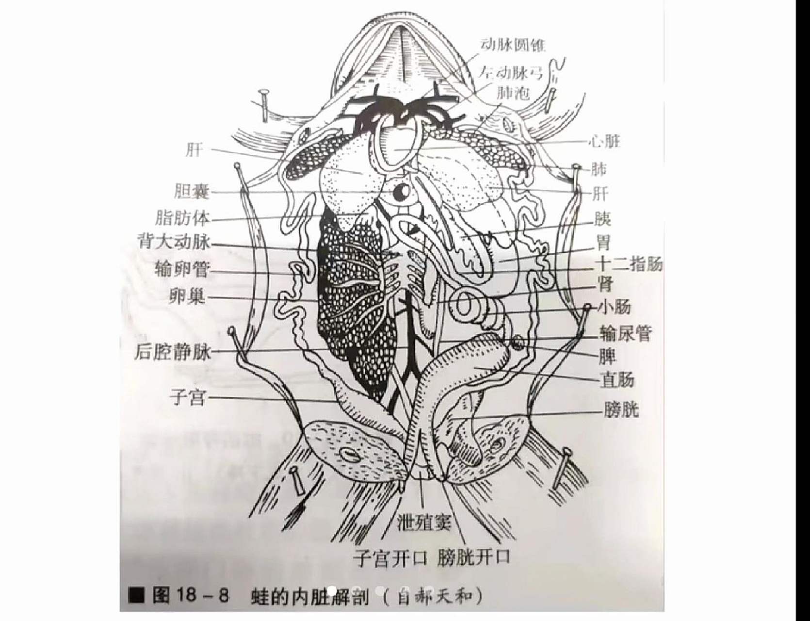 牛蛙这么难画,就是不知道好不好吃呢04   送给学动物生物学的小可爱