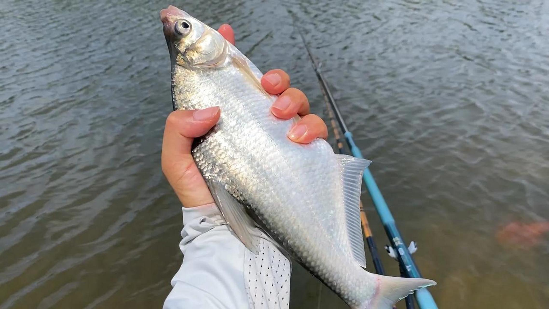 分享野钓钓鳊鱼心得 一,资源 资源是第一,选择通长江的野河,水深2米