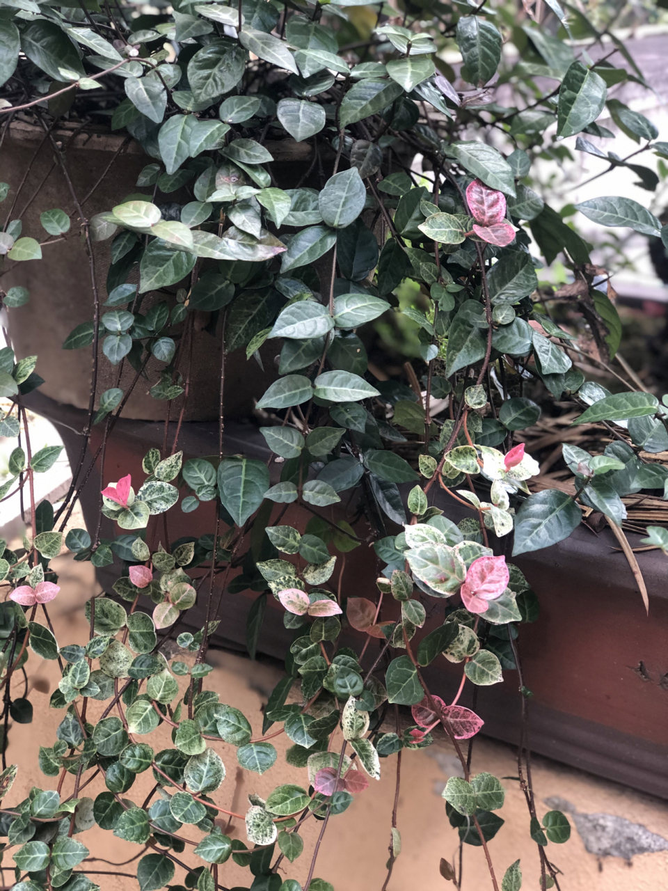 花叶络石藤 花叶络石       一,喜欢阳光照射,不能缺少阳光,如果长期