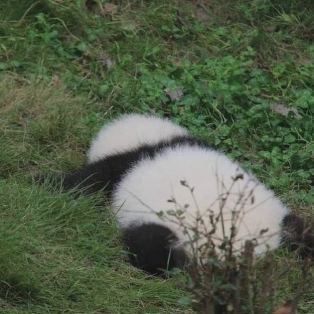 自闭熊猫头像图片