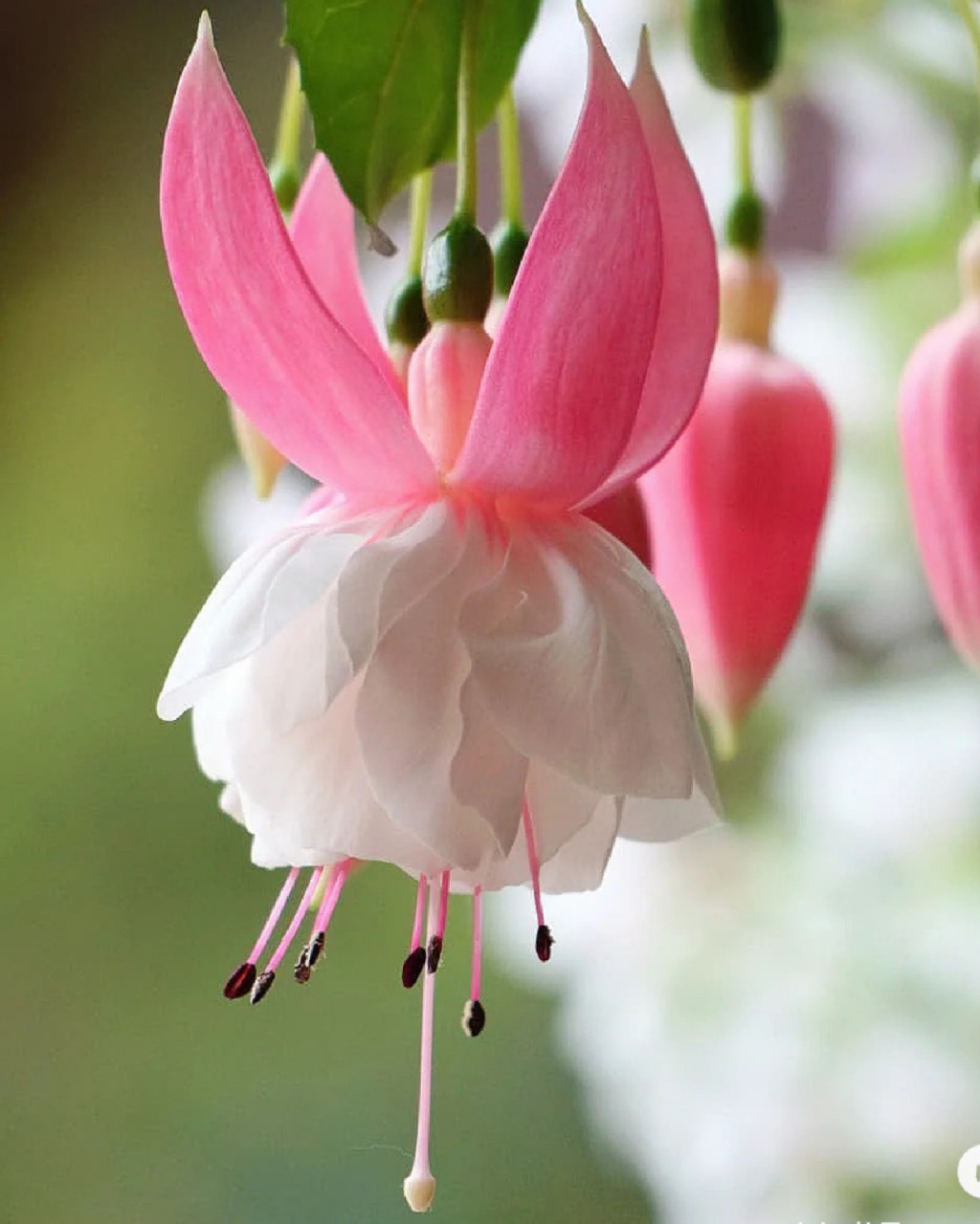 植物推荐|会跳舞的小仙女—倒挂金钟 16615别名: 吊钟海棠,吊钟花