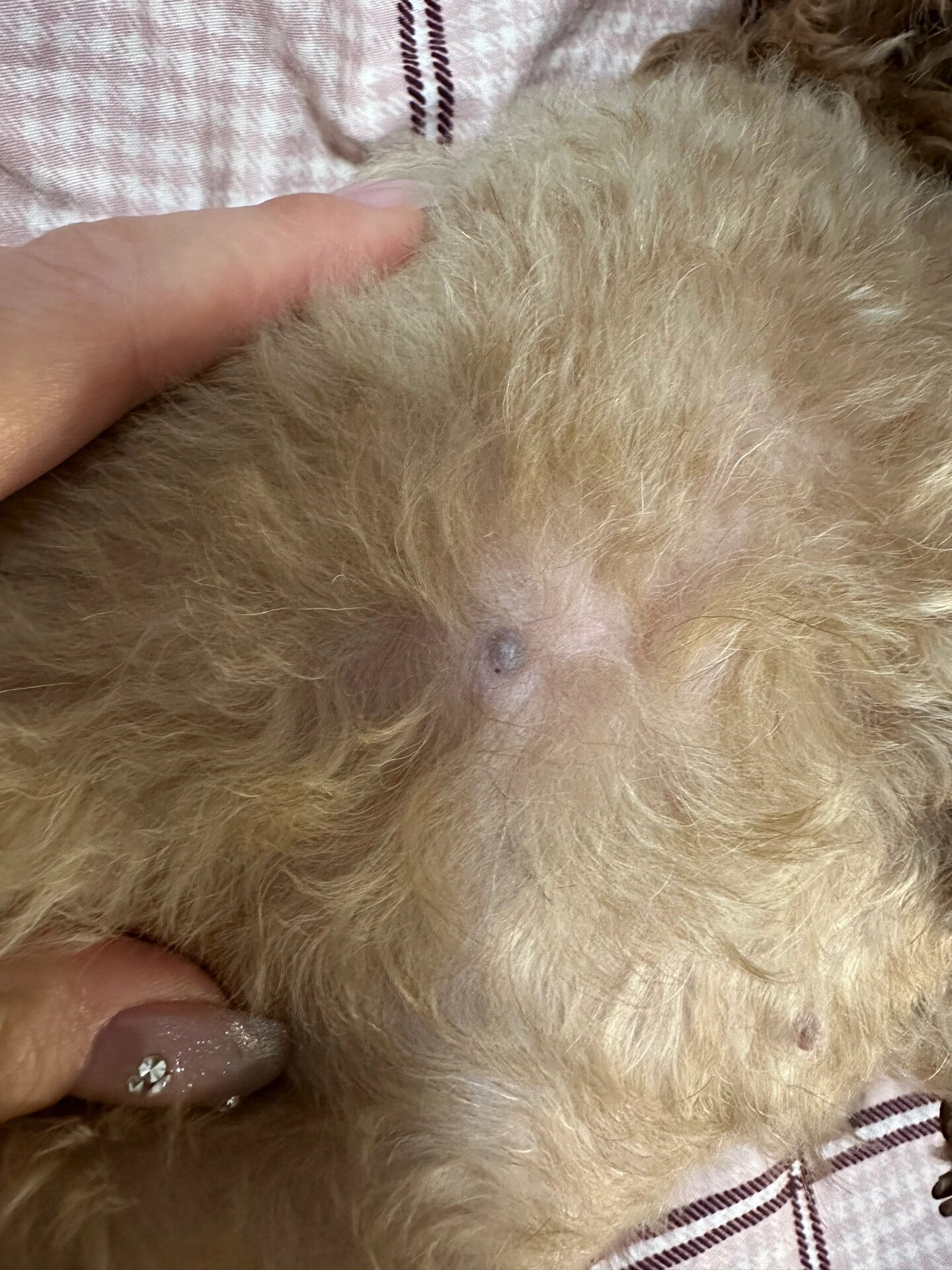 姐妹们,狗狗身上这个黑黑硬硬的是什么啊?