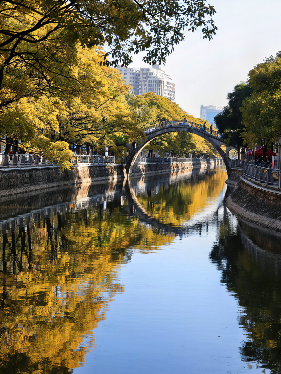 对很多老昆明来说,大观河畔的滇朴不仅是靓丽的城市风景,也是一期一会