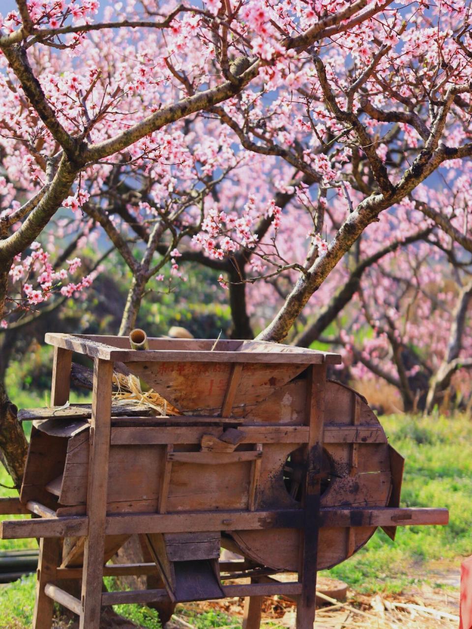 幸福古路村94「被爱情遗忘的角落」拍摄地 幸福古村位于眉山市丹棱