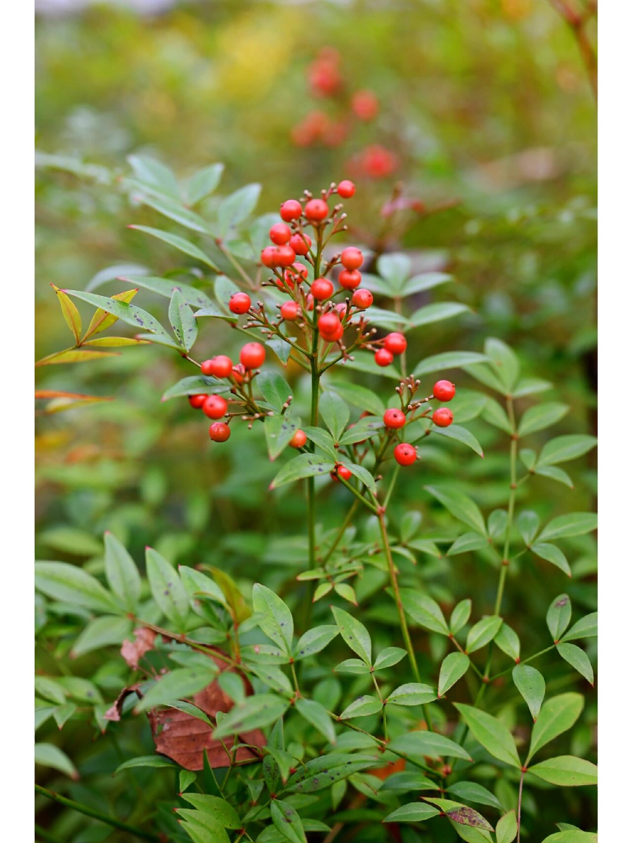 属毛茛目,小檗科下植物,是我国南方常见的木本花卉种类.