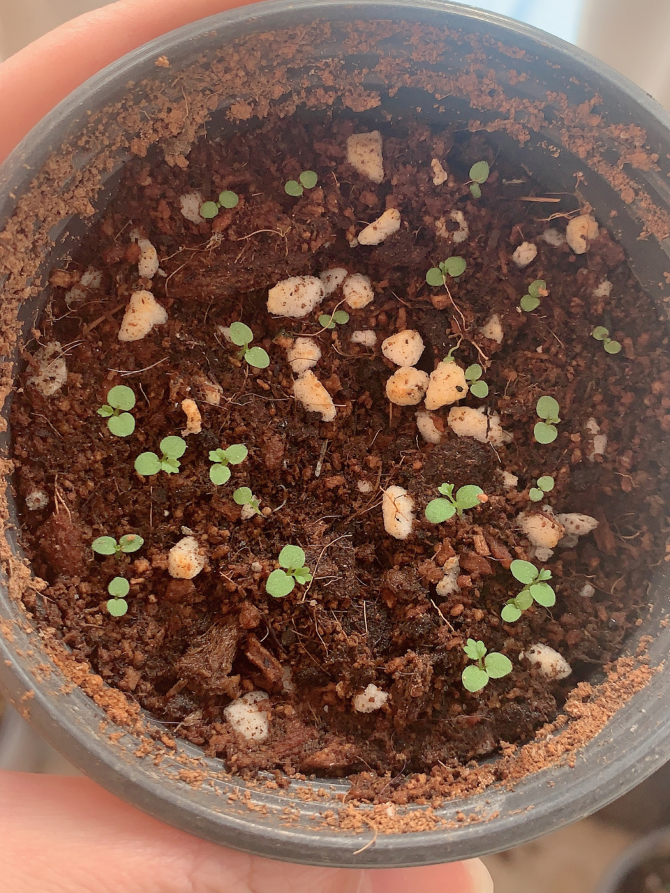 草莓种子的成长史⑤91 图一:第11天了,芽越发越多了.