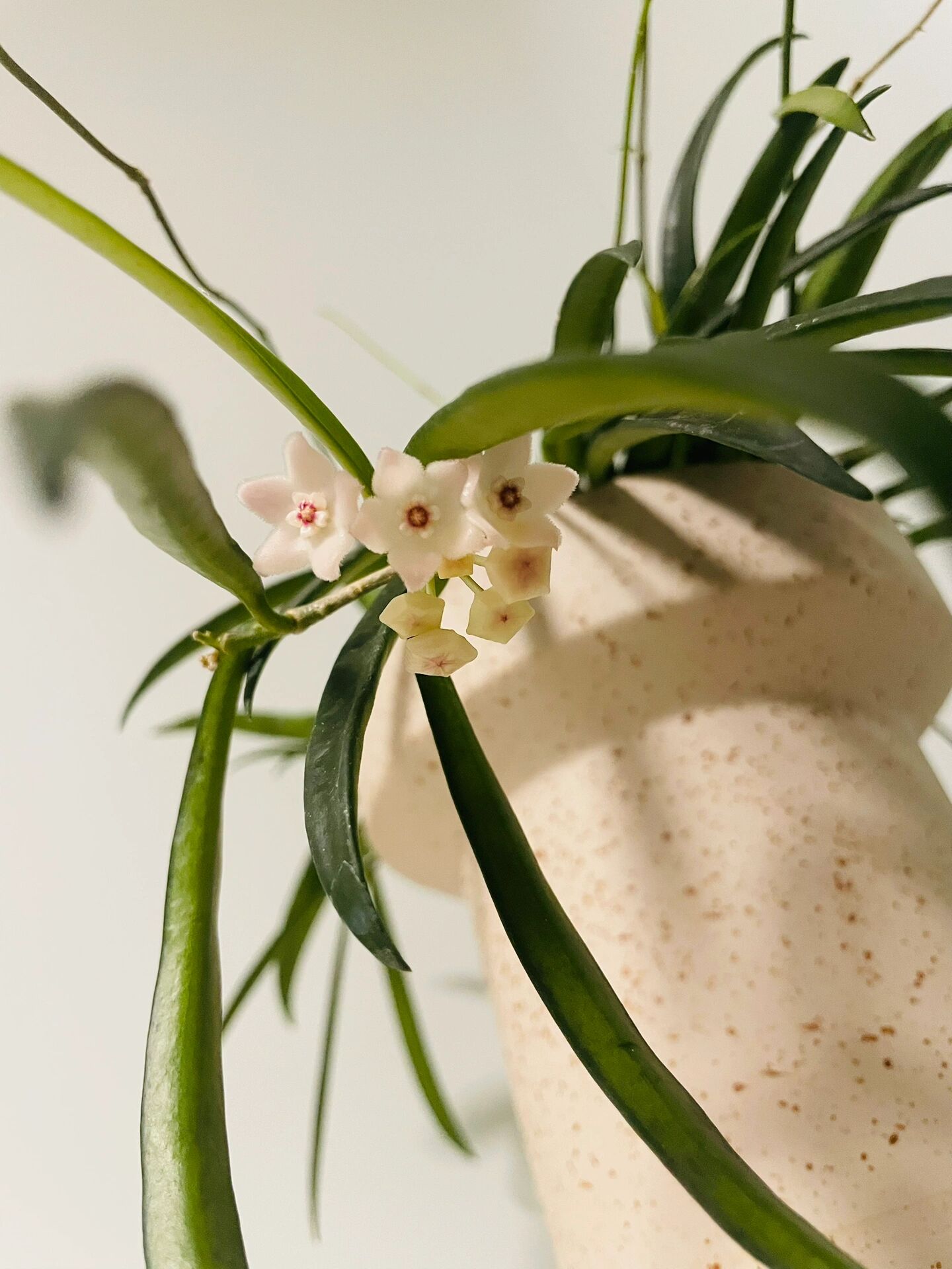 牧羊人球兰想开了 牧羊人球兰果然很爱开花 到家养了一个多月 居然