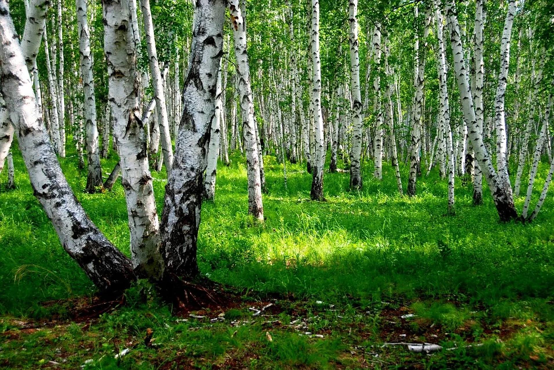 内蒙古呼伦贝尔白桦林 白桦林景区属于内蒙古呼伦贝尔额尔古纳,占地