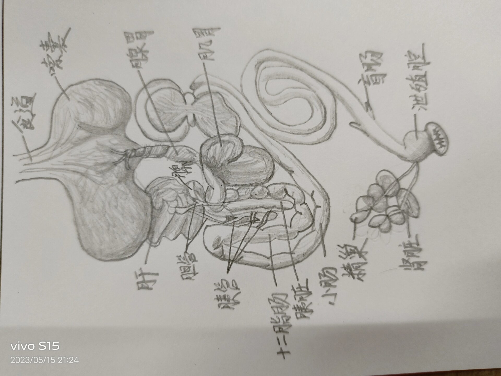 家鸽的内部结构图片