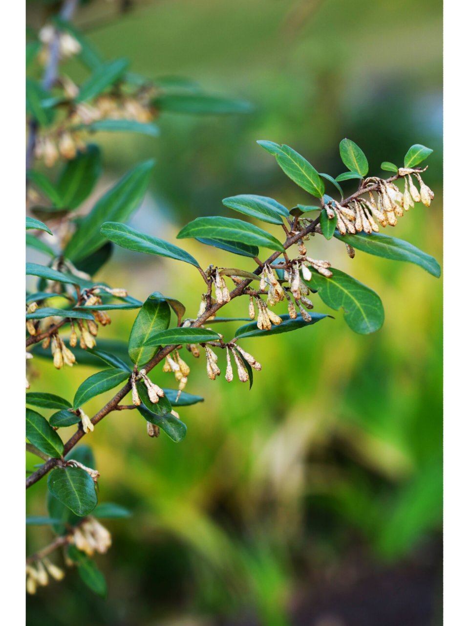披针胡颓子|锈白色垂花 披针叶胡颓子,胡颓子科/属常绿直立或蔓状灌木
