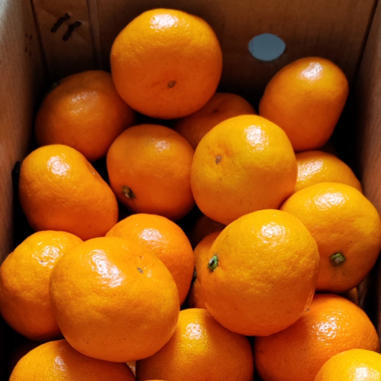 我最爱吃的水果-东江湖蜜橘 东江湖蜜桔,湖南省资兴市特产,全国农产品