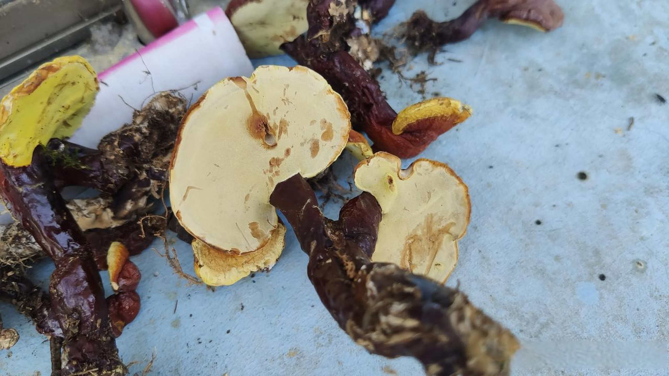 遵义·野生灵芝 听说背面发黑的才会更好, 图片这些是小灵芝, 小伙伴