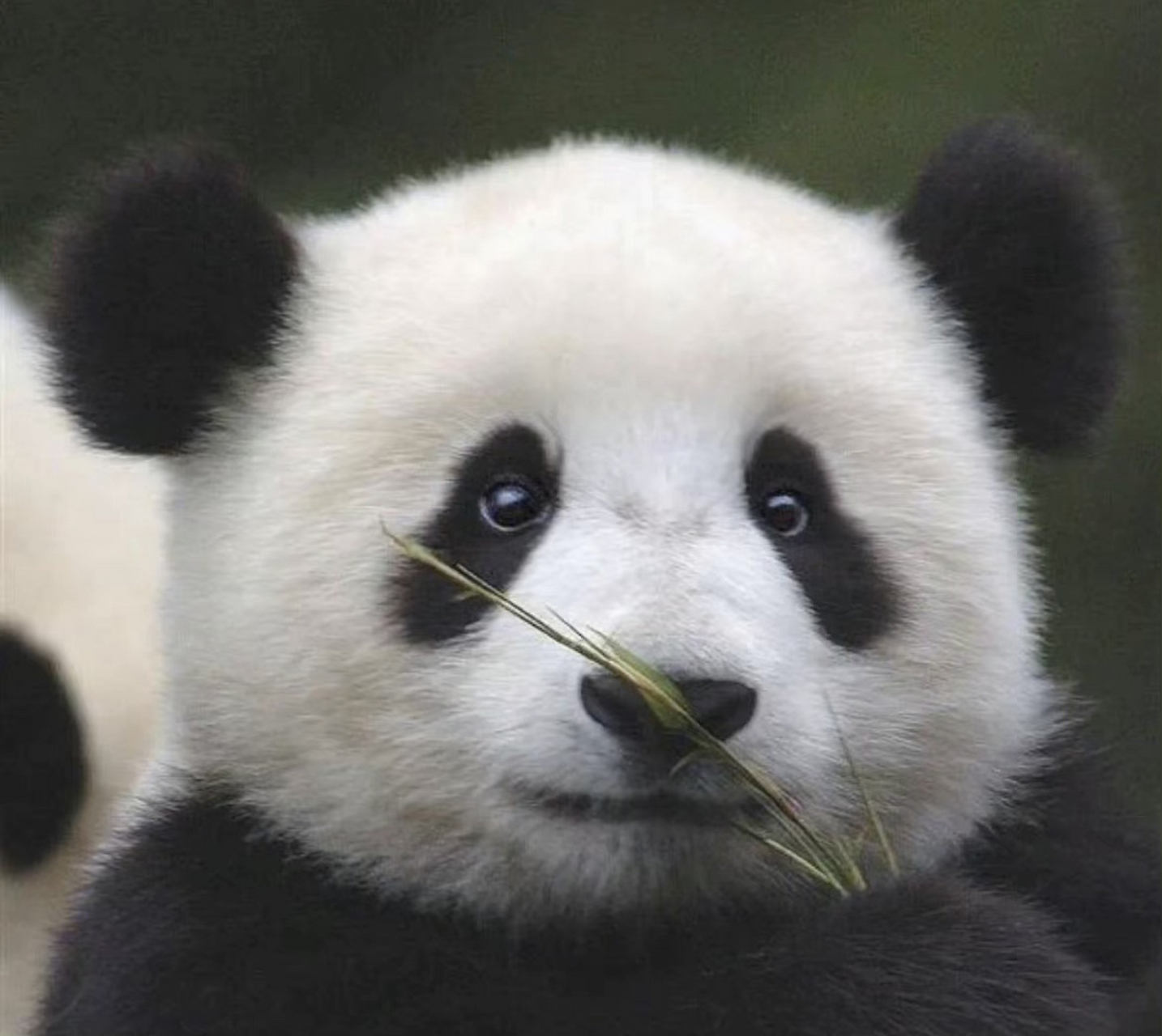 丫丫小时候 little panda yaya,看到一张丫丫小时候的照片,那么可爱