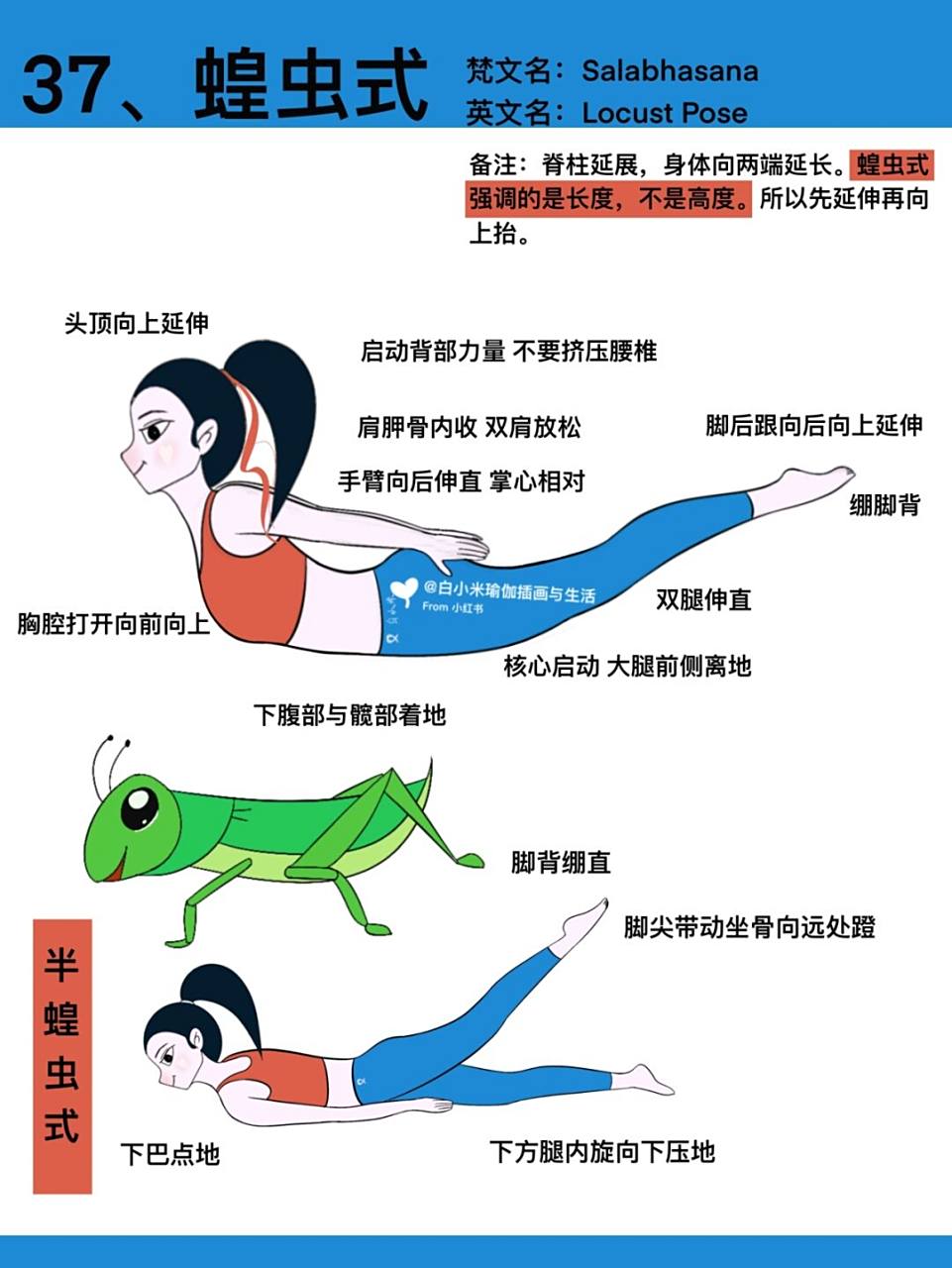 原创插画|瑜伽体式笔记—蝗虫式 #瑜伽插画# #白小米瑜伽笔记# #瑜伽
