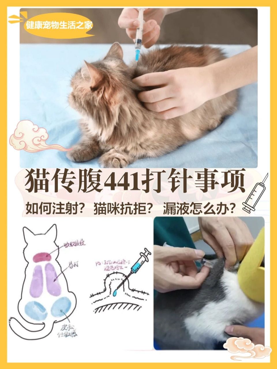 猫肌肉注射方法图解图片