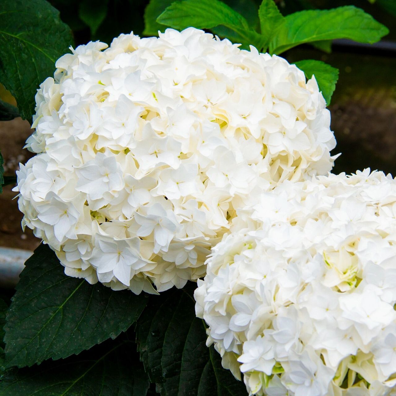 温文尔雅,满身大家闺秀的气质!