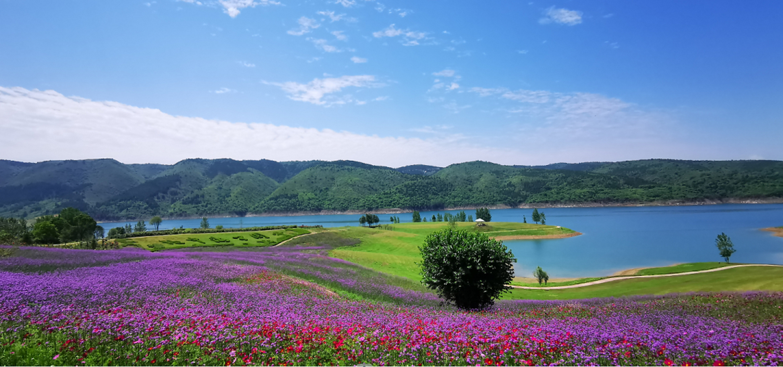 十堰这片花海正在盛开】湖北十堰,在郧阳区汉江绿谷和郧西县涧池乡下