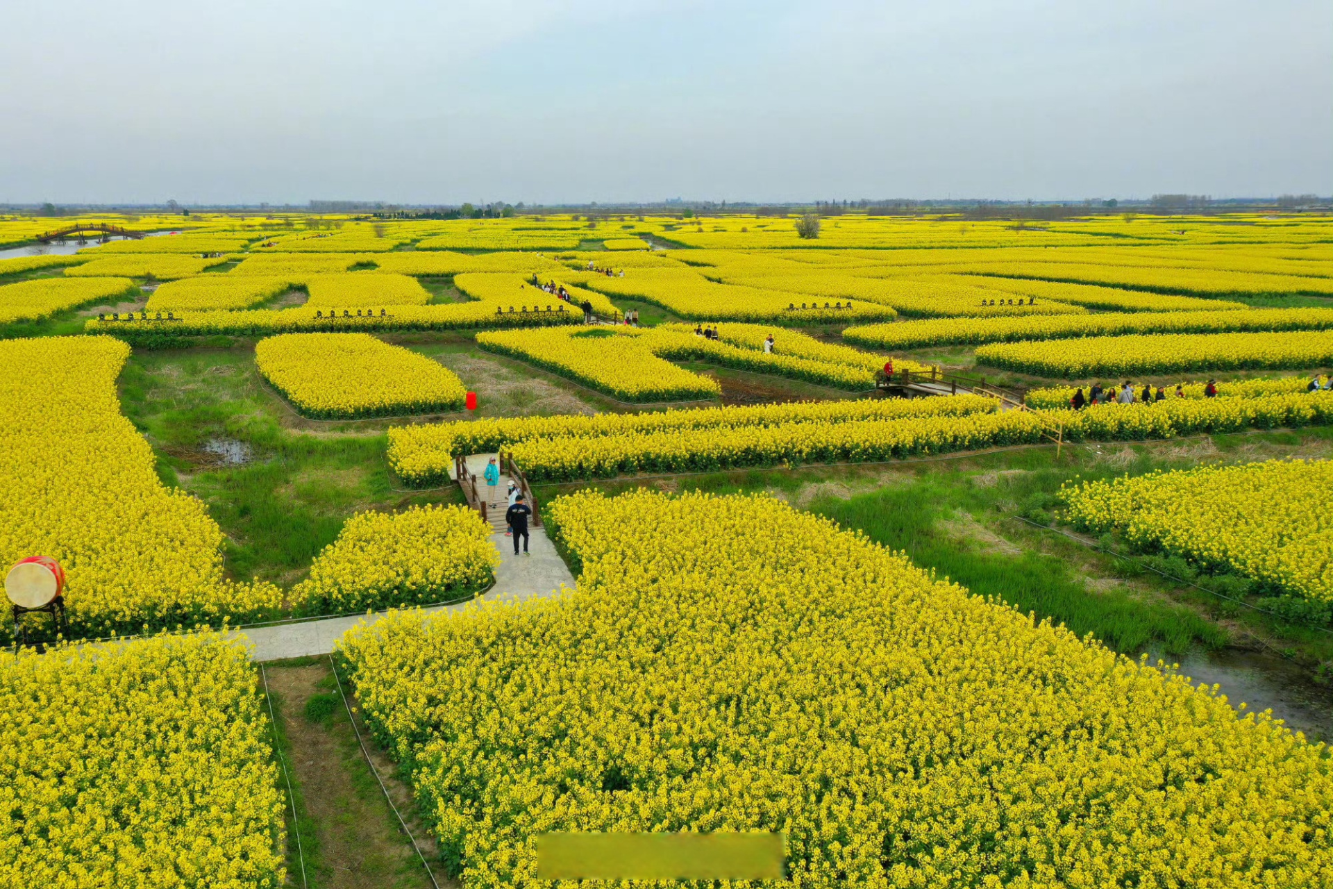 春和景明,江苏兴化千垛景区油菜花进入盛花期,形成"河有万湾多碧水,田