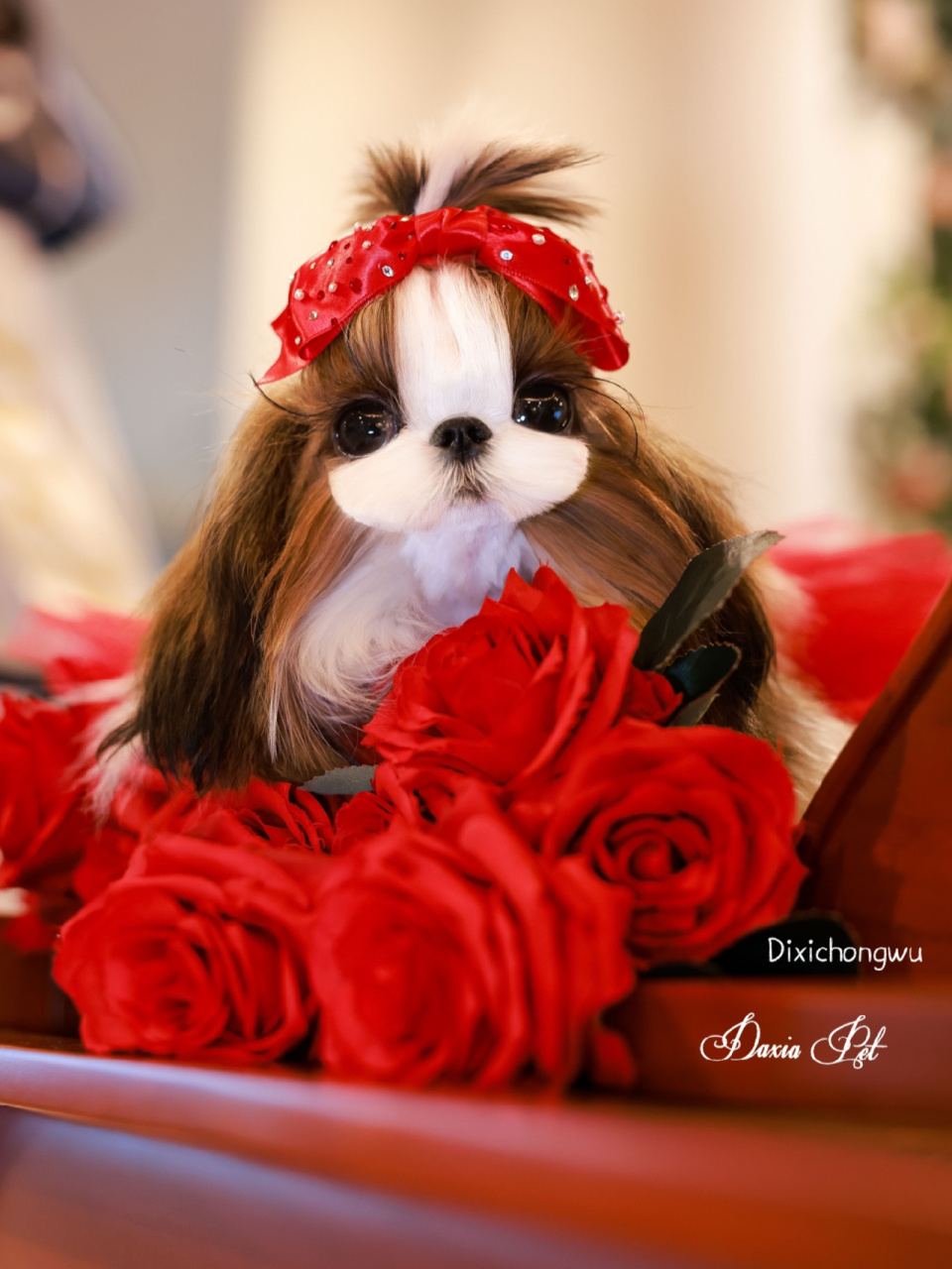 厦门西施78自留的立夏妹妹晒一下～ #韩版西施犬# #西施犬# #厦门