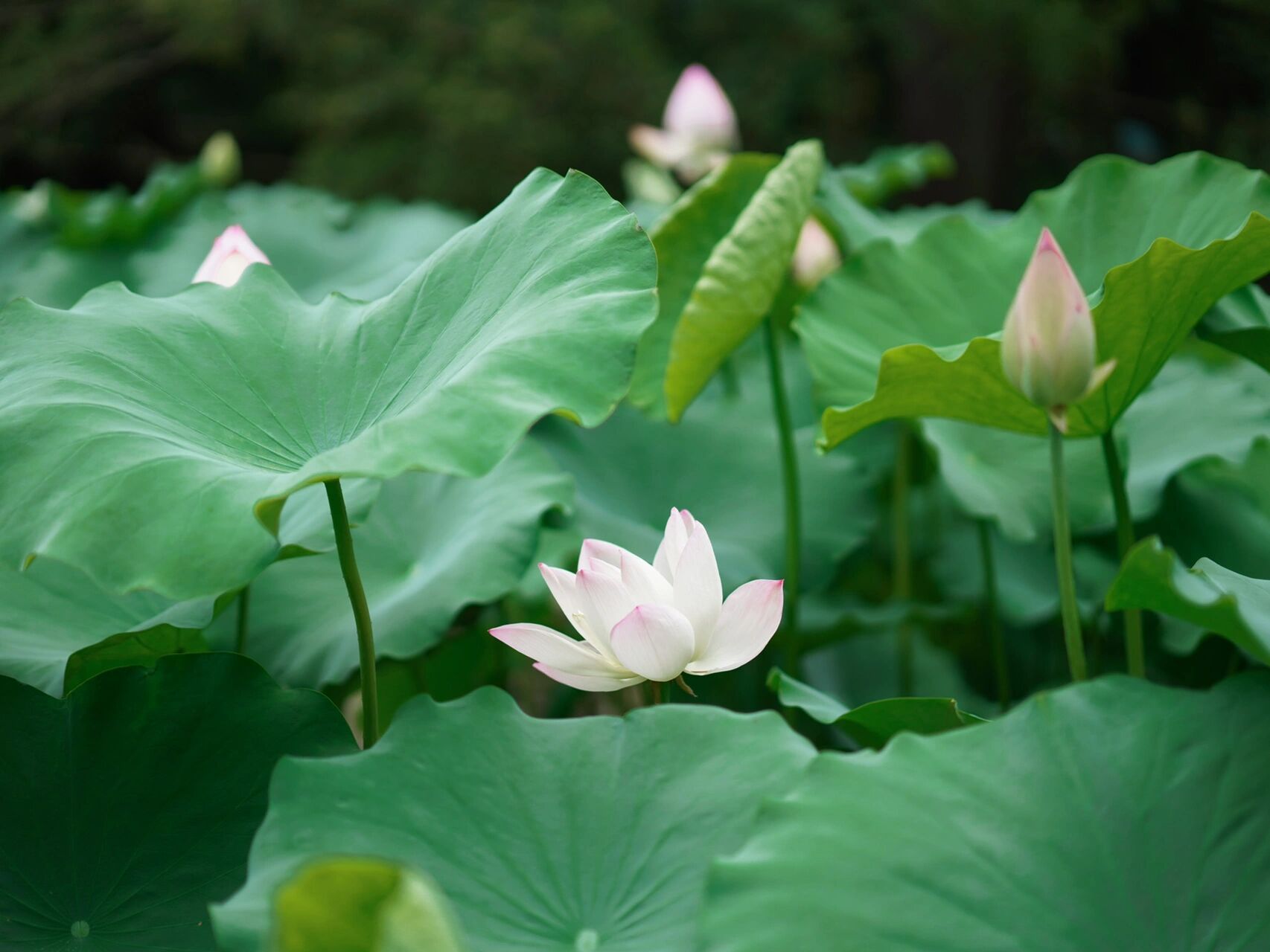 上海|暑假去哪玩9215去嘉北郊野公园看荷花 暑假到啦!
