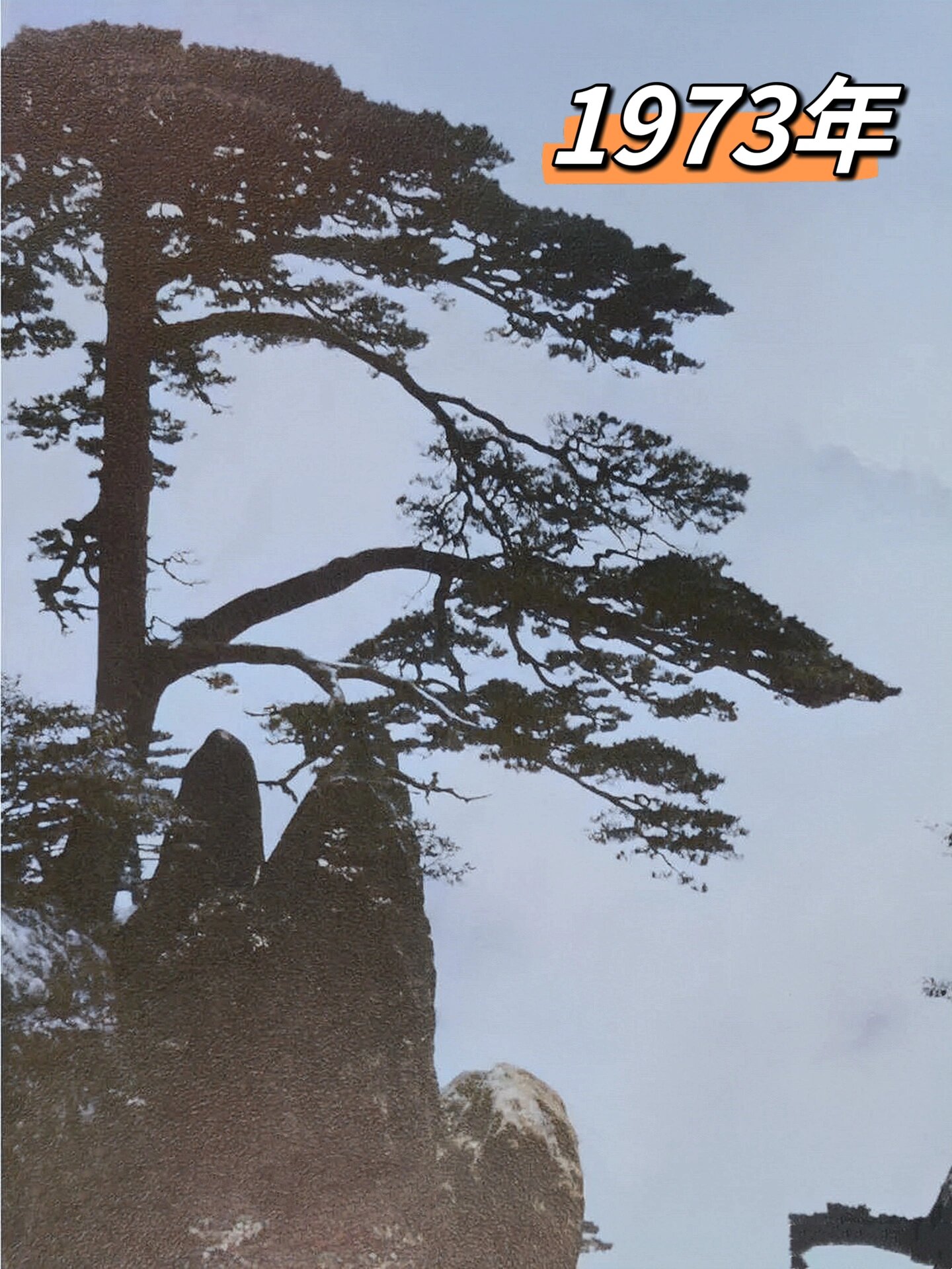 不同时期的黄山"迎客松",岁月沧桑千年屹立.