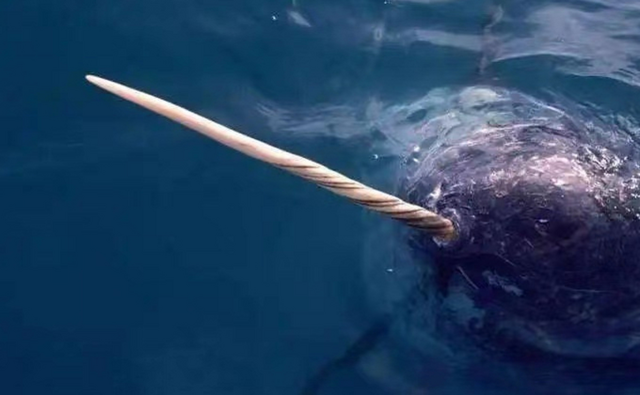 独角鲸的"角"实际上是它的牙齿,这是它的左犬齿,由于嘴里装不下便长了