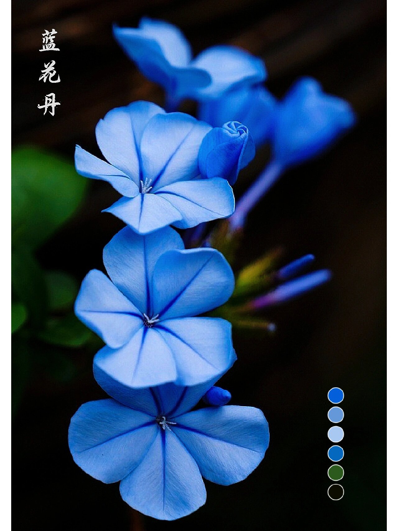 分享— —蓝花丹 【蓝花丹plumbago auriculata】别名:花绣球,蓝茉莉