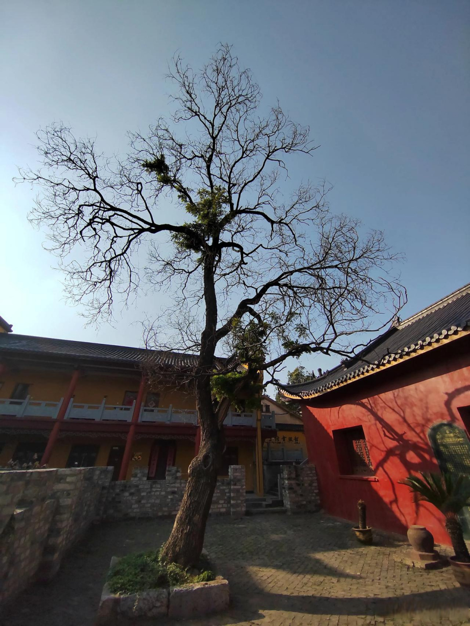 安徽凤阳,龙兴寺的树