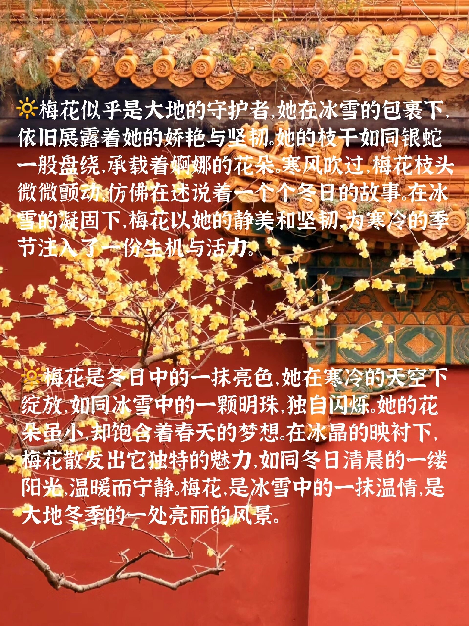 形容梅花样子的句子图片