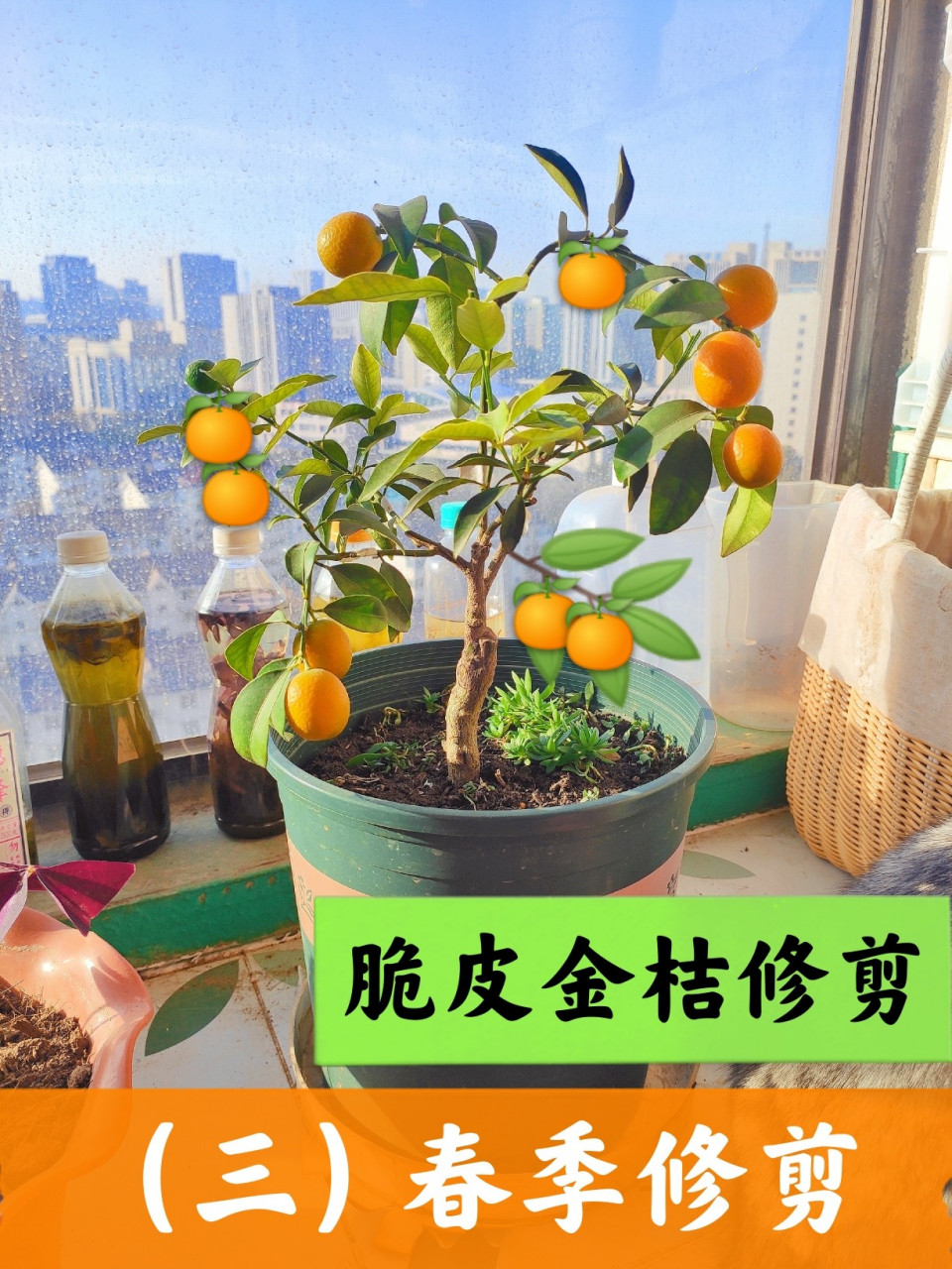 脆皮金桔修剪(三)春梢前后修剪 春节马上到了96该买年宵花了 脆皮