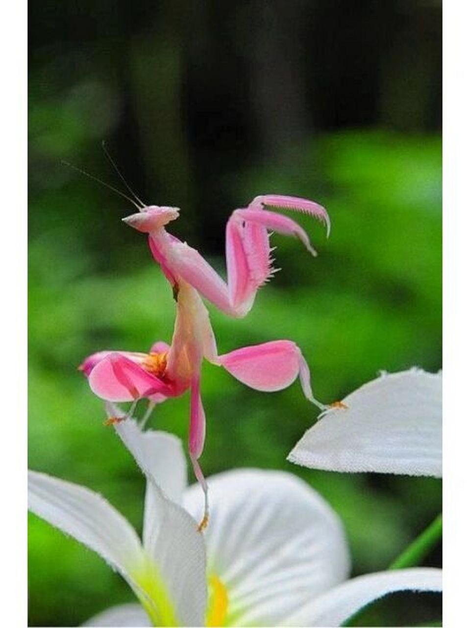 94兰花螳螂,唯一模拟花的螳螂 之前看大家挺喜欢兰花螳螂的,所以