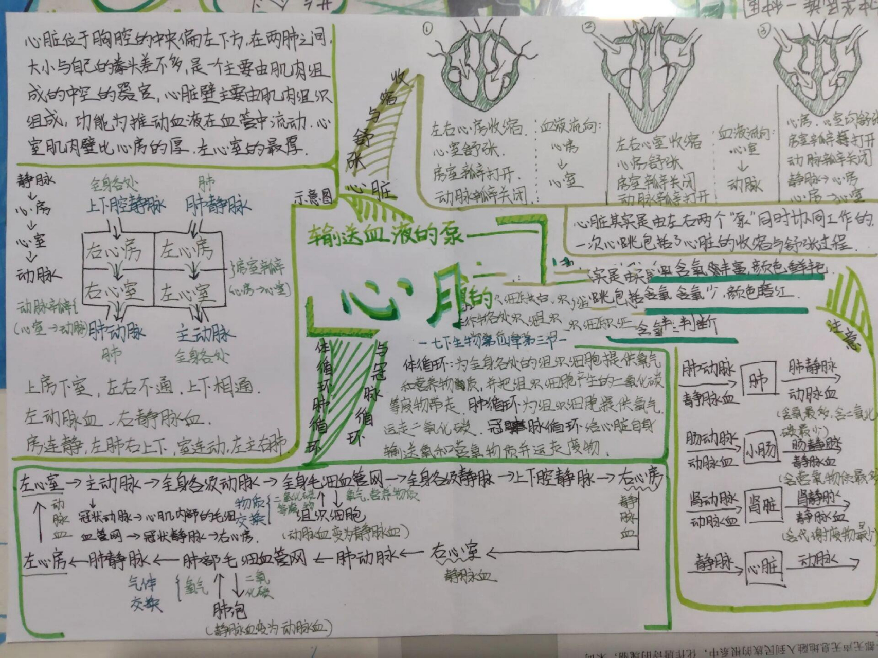 心脏思维导图七下生物图片