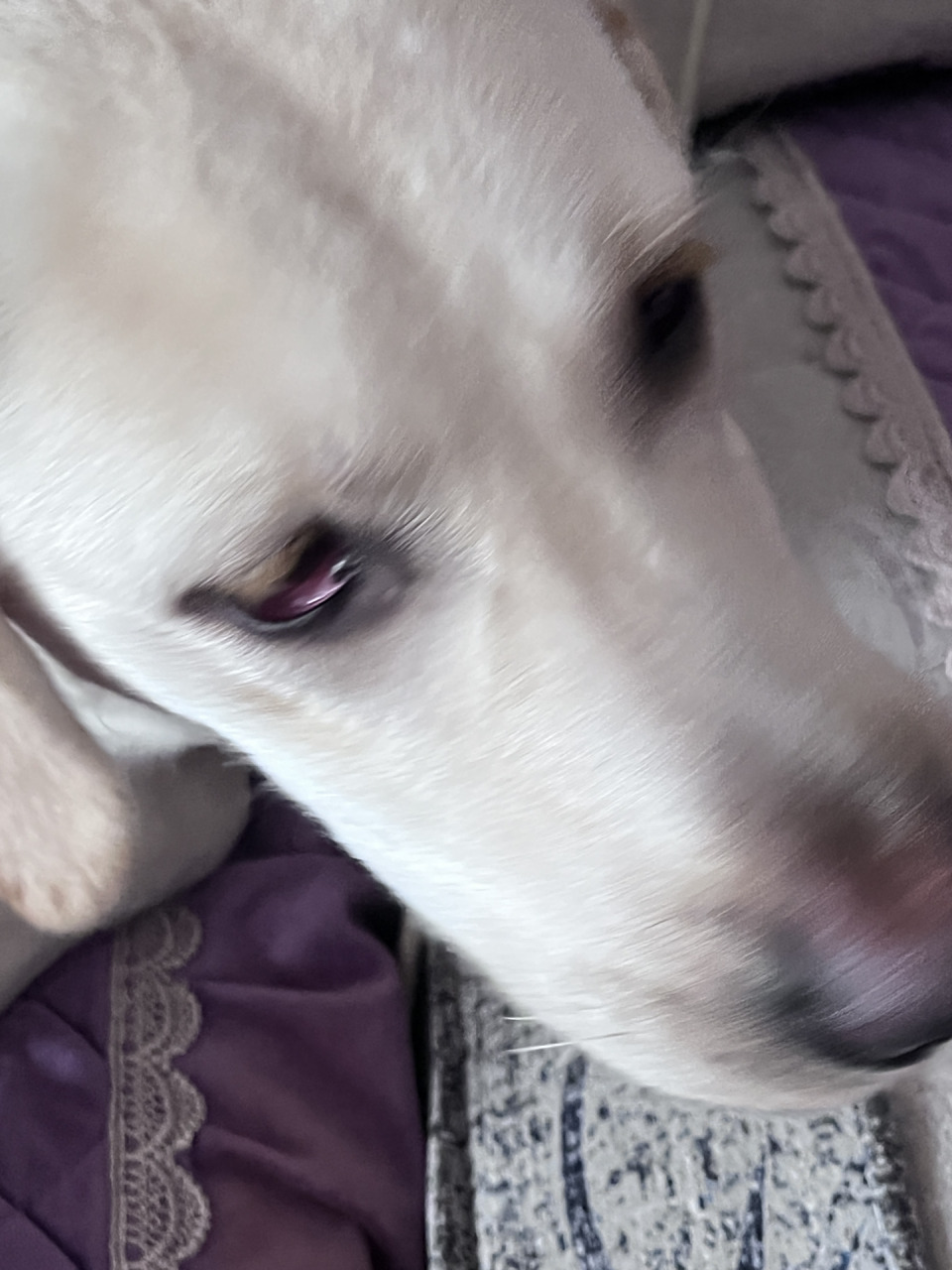 拉布拉多眼睛红 眼睛凹进去 家人们 我家狗狗的眼睛是什么情况啊 可以