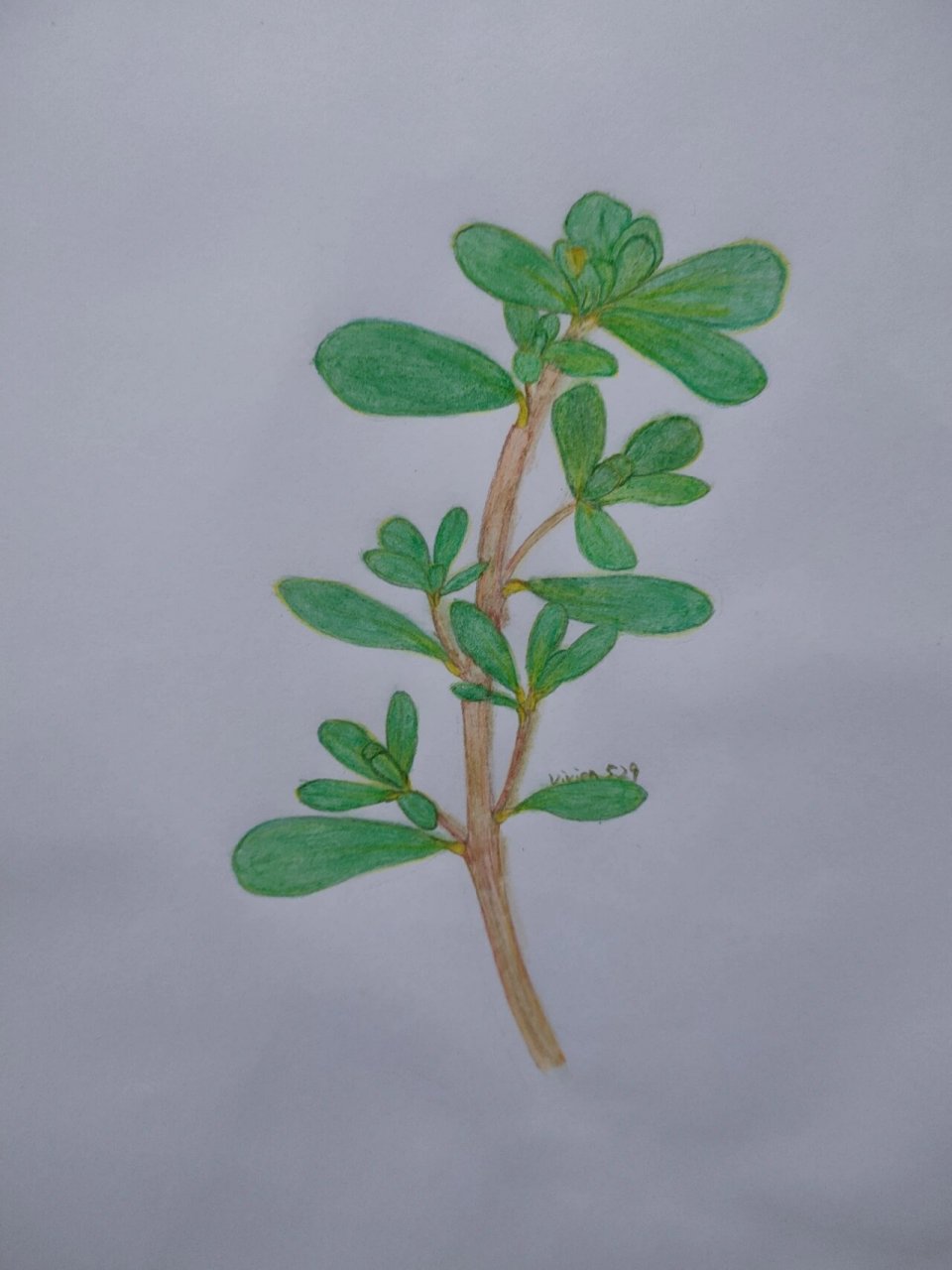 彩铅手绘‖一支不像样的马齿苋 #彩铅临摹# #彩铅手绘# #画画# #彩铅