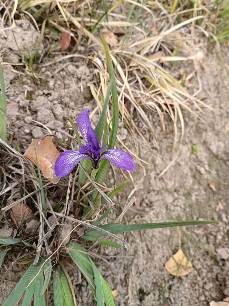 马兰花电视剧图片