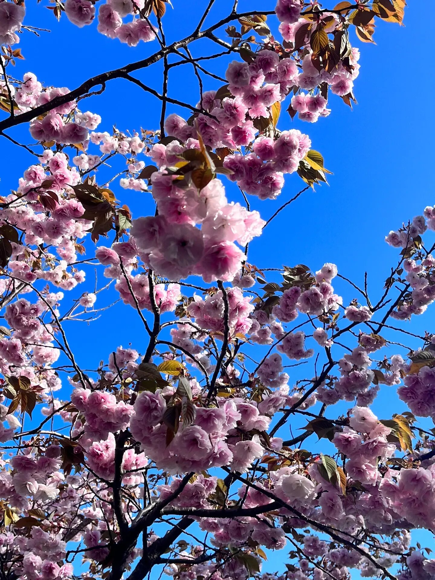 日本樱花🌸种类