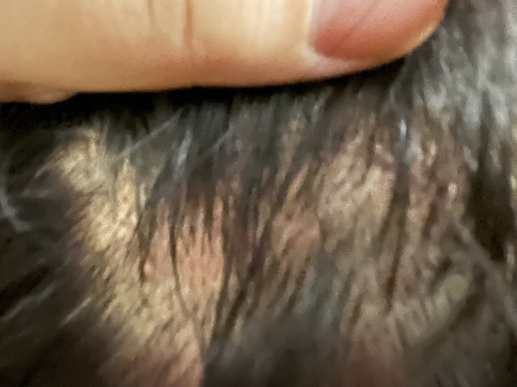 三橡树染发剂虚假宣传,严重过敏 本人在某猫旗舰店购买的三橡树染发剂